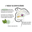 Abacate de Brinquedo para Gatos Com Catnip