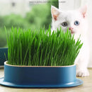 Pote Hidropônico Para Plantio De Grama - Cat Grass
